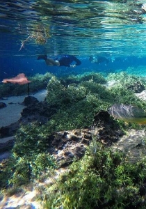 Bonito